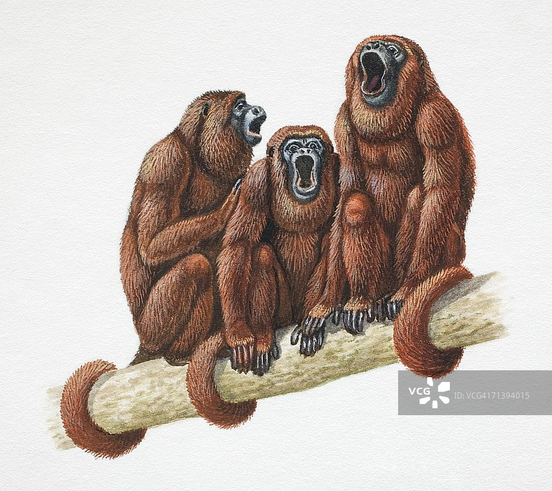 三只金狮面狨图片素材