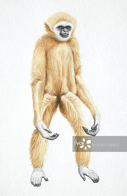 白掌长臂猿，用手臂站立，前视图图片素材