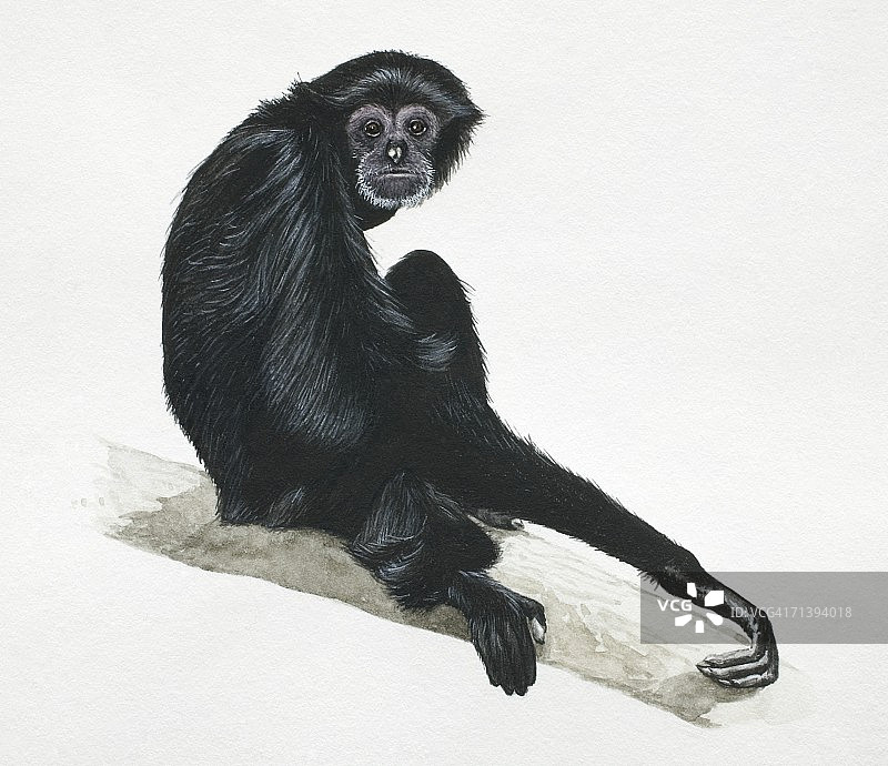 合趾猿，一种坐在树枝上的长臂猿图片素材