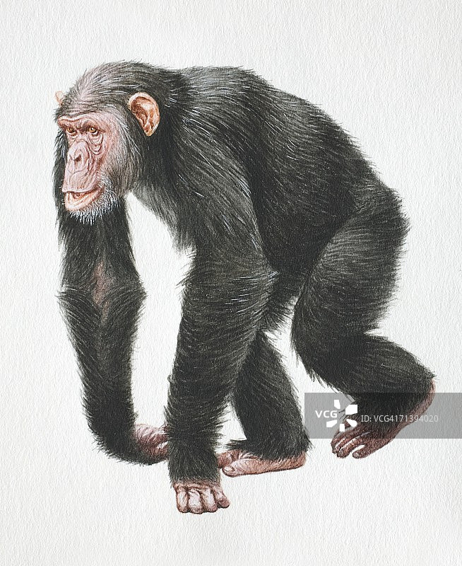 四肢行走的黑猩猩正面图图片素材