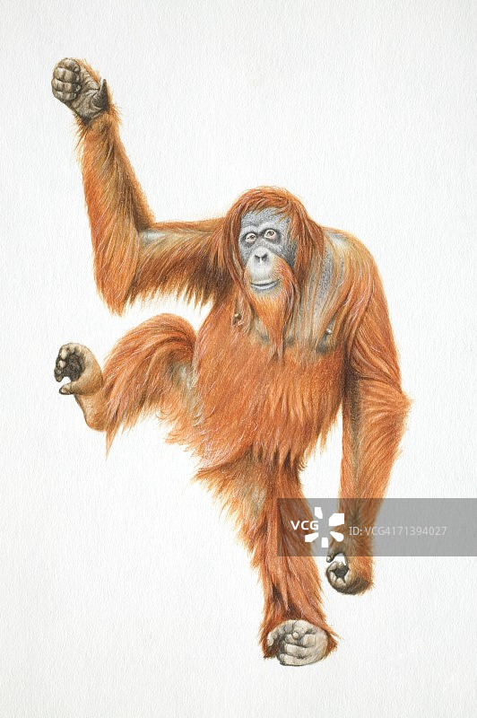 前视图举起一只腿和一只手臂的猩猩图片素材