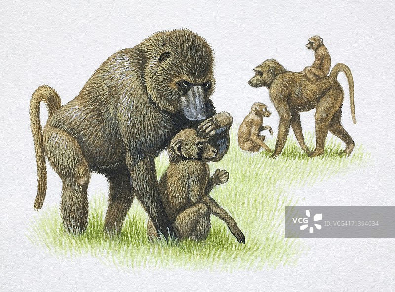 雌性鬼狒在草地上互相梳理毛发并携带幼崽（侧视图）图片素材