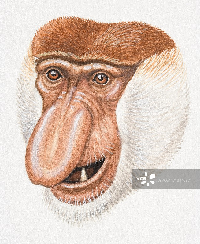 长鼻猴的头部特写，鼻子又大又扁，脸周围是白色的毛发图片素材