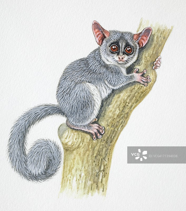 眼镜猴，树干上的正面照图片素材