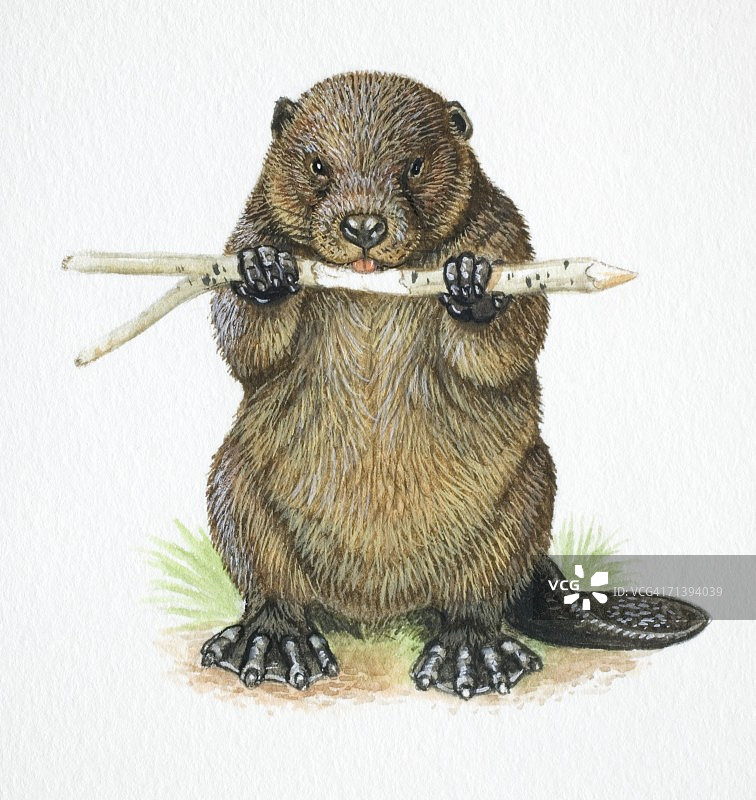 正在啃树枝的北美河狸图片素材