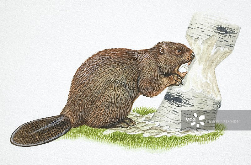 美洲海狸啃咬树干图片素材