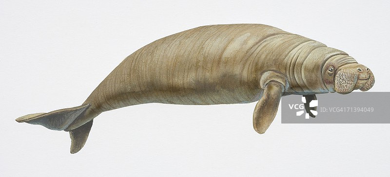 儒艮侧面图图片素材