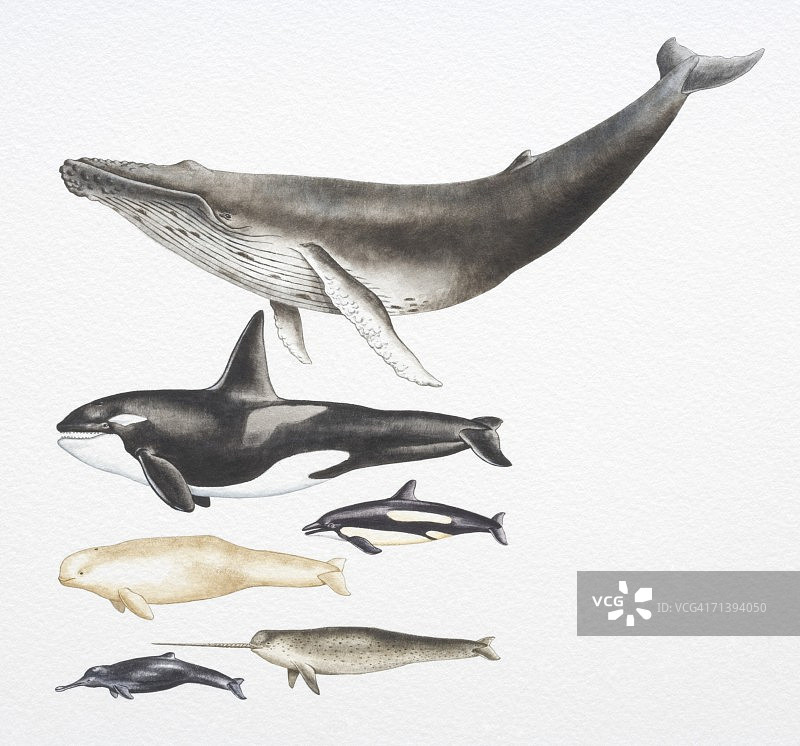 座头鲸、虎鲸、白鲸、太平洋白边海豚、恒河江豚和独角鲸图片素材