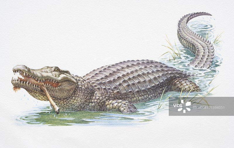 正在吃腿的美洲鳄图片素材