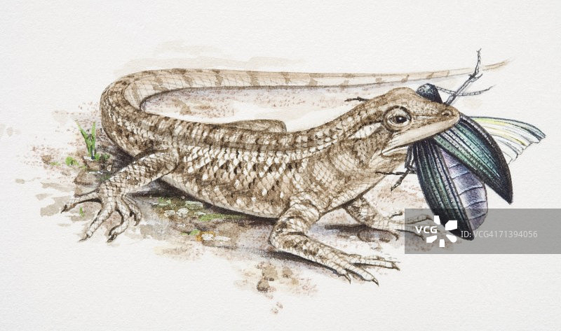 蜥蜴吃甲虫，侧视图图片素材