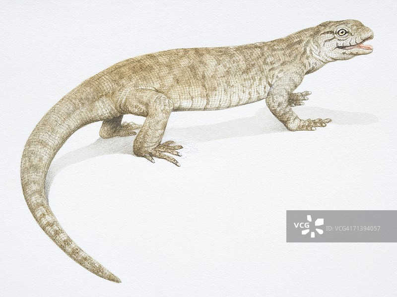 长尾棕色蜥蜴的侧视图图片素材