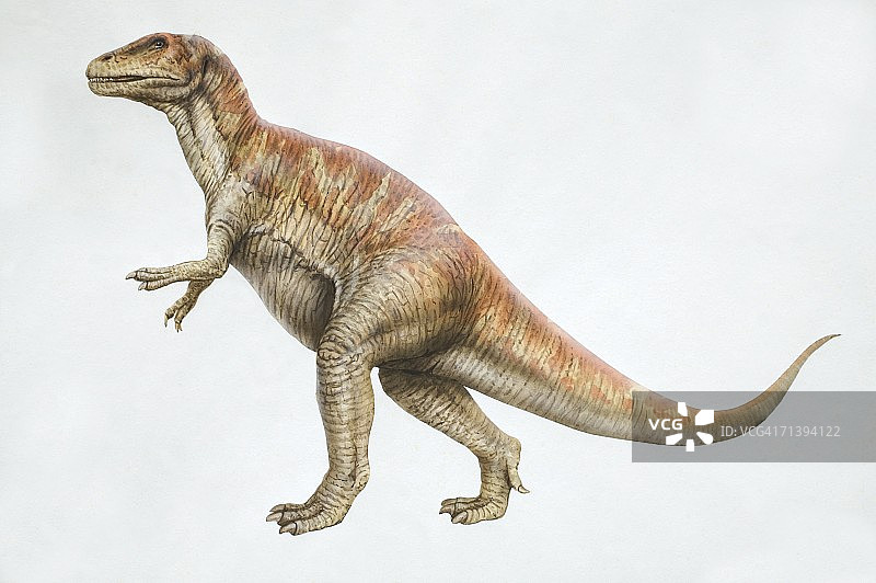 巨齿龙侧视图图片素材