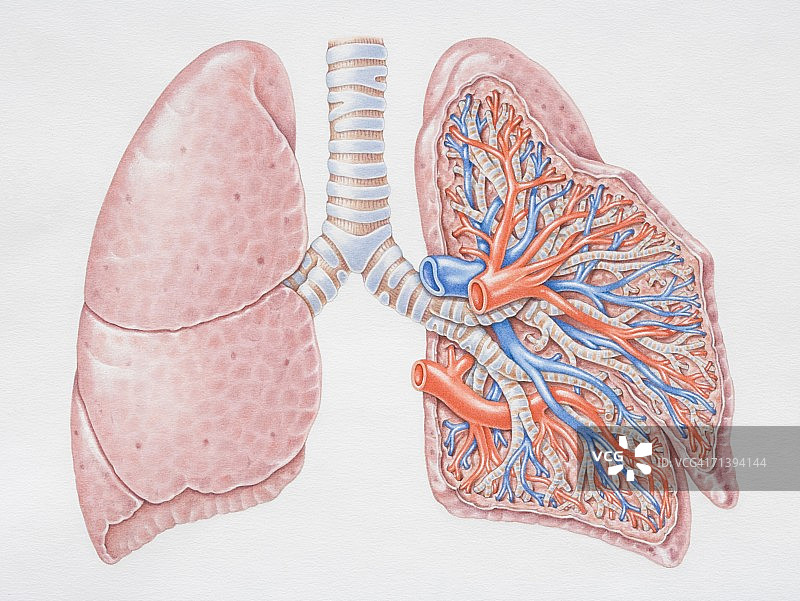 肺部正面图解图片素材
