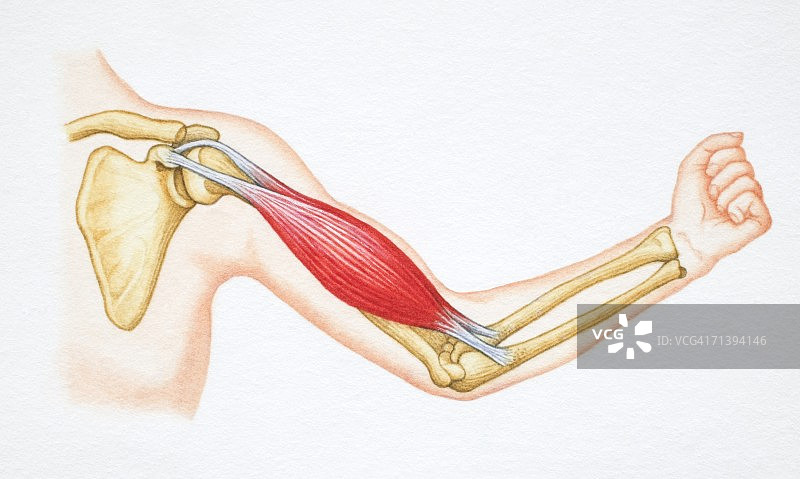 手臂肱二头肌弯曲及骨骼和肱二头肌图片素材