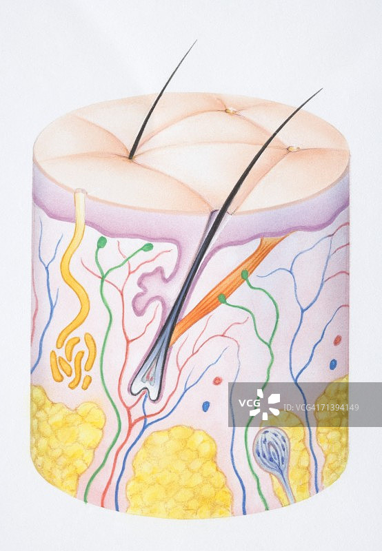 人类皮肤表皮、真皮和毛囊双层结构图图片素材
