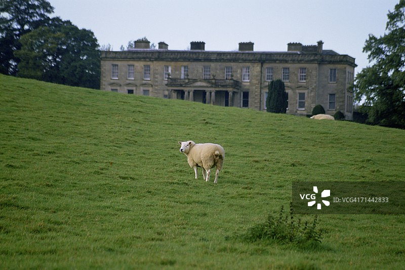 爱尔兰莫纳亨郡克洛尼斯希尔顿公园的田野里的绵羊图片素材