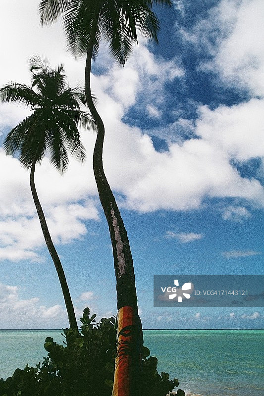 多巴哥加勒比海信鸽岬的风景海滩上的棕榈树景色图片素材