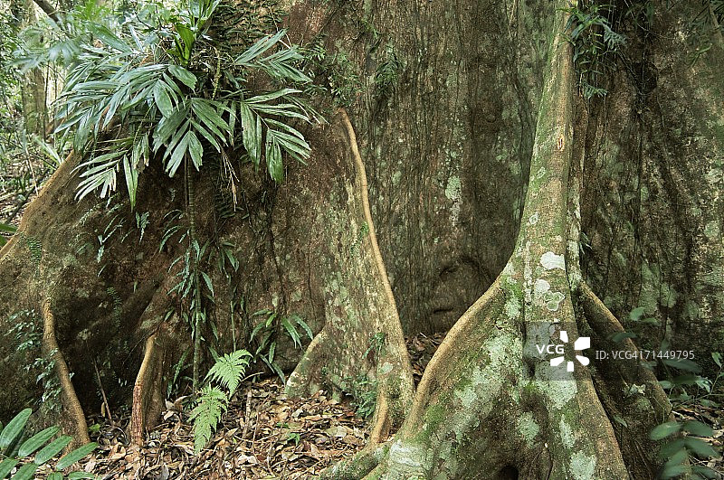 澳大利亚新南威尔士州多里戈国家公园的树根细节图片素材