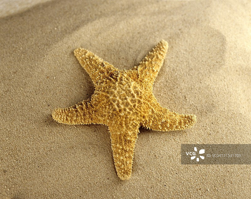 沙滩上的海星特写图片素材