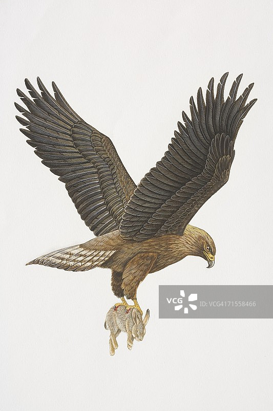 金雕捕食兔子图片素材