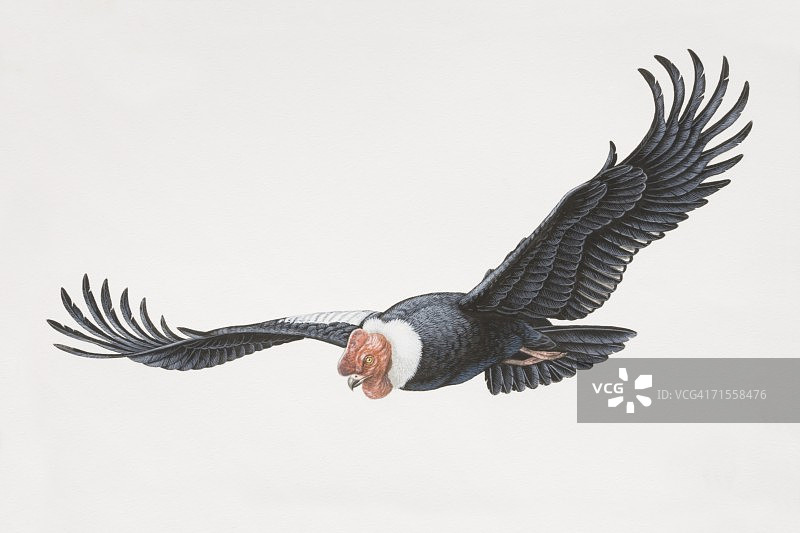 安第斯神鹰飞行图片素材