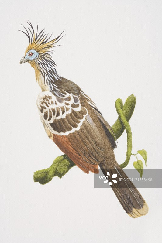 麝雉栖息于树枝上，侧视图图片素材