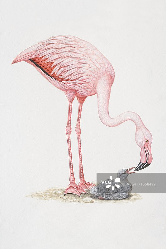 小红鹳：成年红鹳弯腰喂食幼鸟图片素材