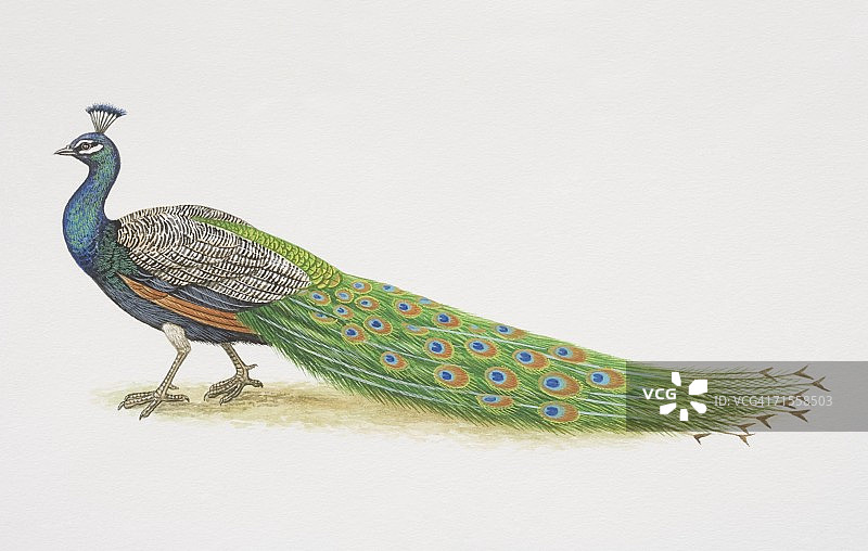 蓝孔雀（雄性）侧视图图片素材