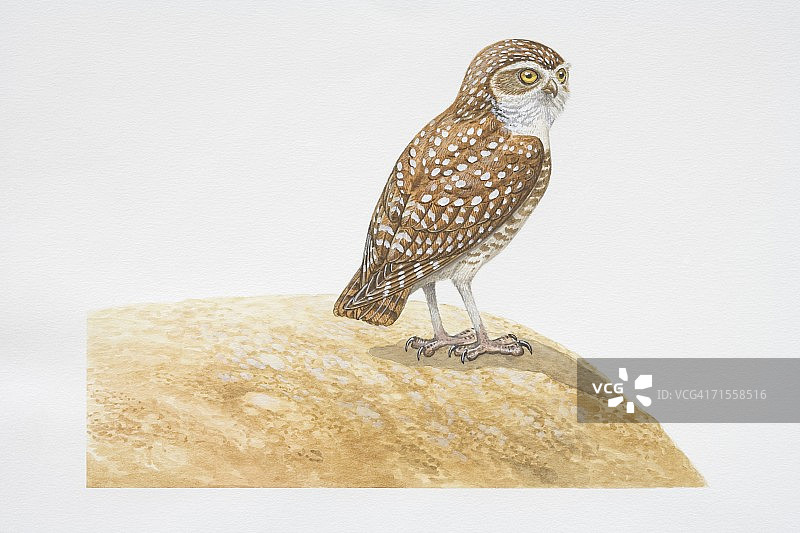 穴鸮栖息在岩石上图片素材