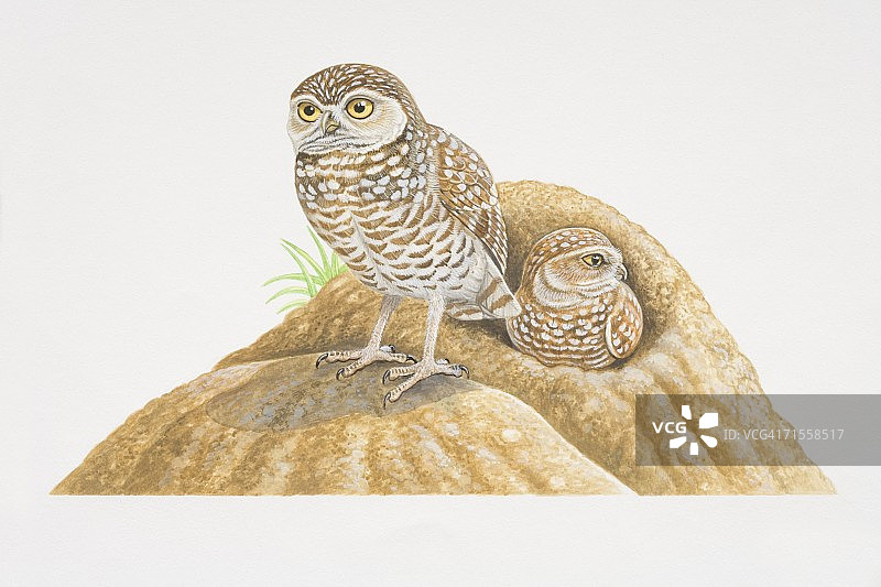 穴鸮，两只 Burrowing Owls，一只站在地面巢穴内，另一只栖息在前景的土堆上。图片素材