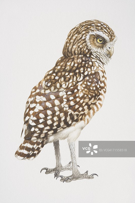 穴鸮侧面图图片素材