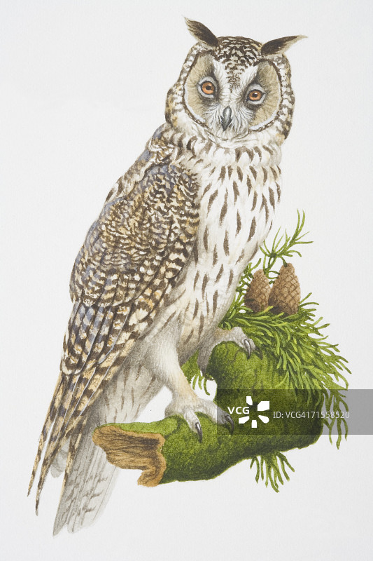 长耳鸮栖息在树枝上图片素材