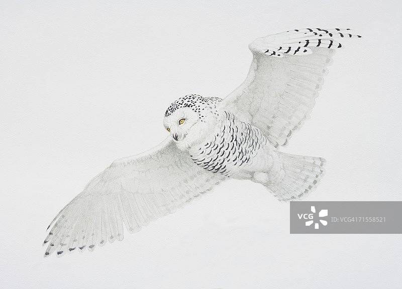 飞行中的雪鸮图片素材
