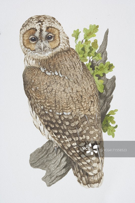 长尾林鸮栖息在树枝上图片素材