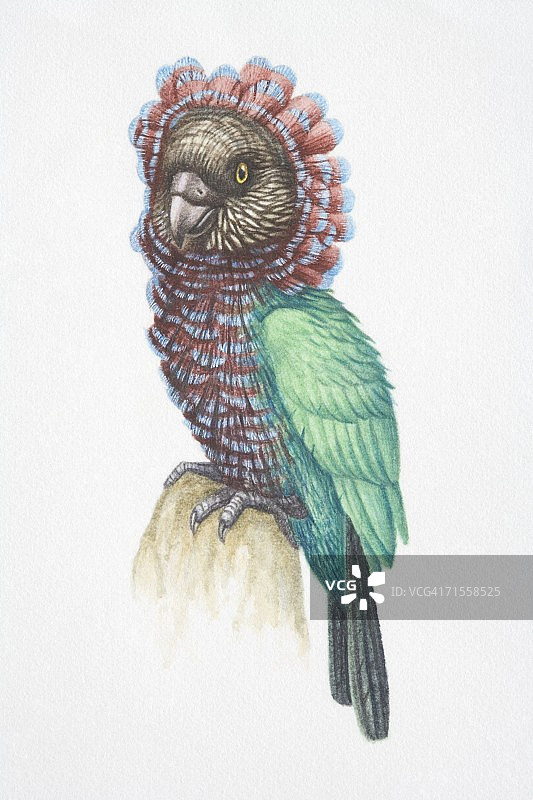 栖息在岩石上的红扇鹦鹉图片素材