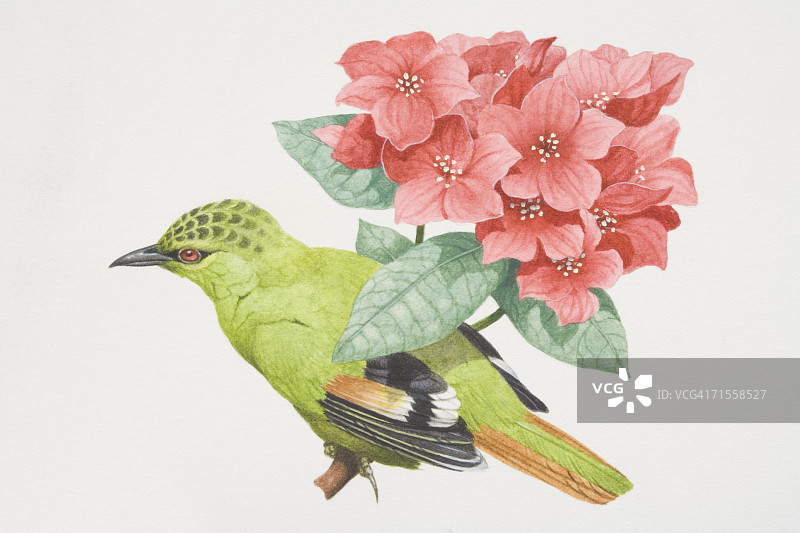 红尾怪鹛栖息在粉红色花树上，侧视图图片素材