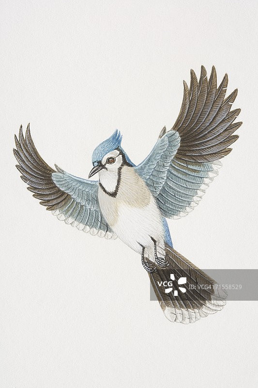 蓝松鸦飞行图片素材