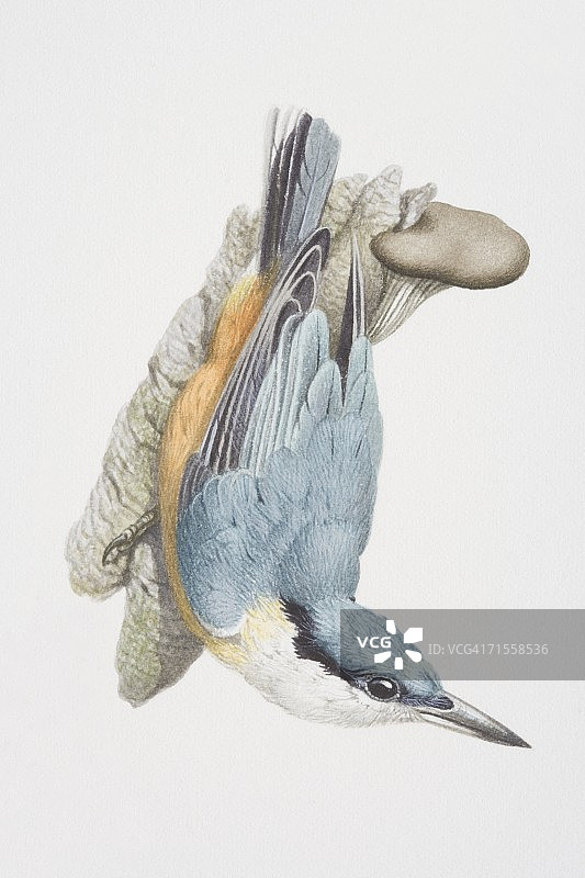 欧亚䳭侧面图片素材