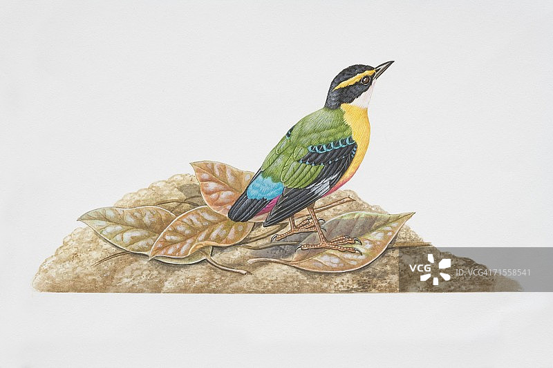 安哥拉八色鸫，非洲八色鸫栖息在雨林地面的树叶上（侧视图）图片素材