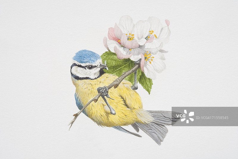 蓝山雀栖息在开花的树枝上图片素材