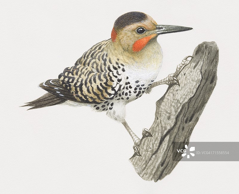 安第斯拟啄木鸟攀爬树枝图片素材