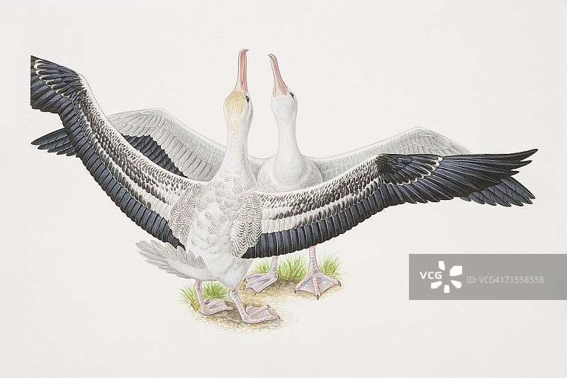 两只漂泊信天翁展翅求偶图片素材