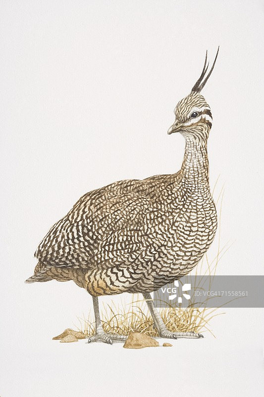 优雅的凤头䳭图片素材