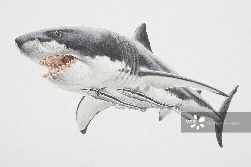 两条鮣鱼吸附在鲨鱼腹部图片素材