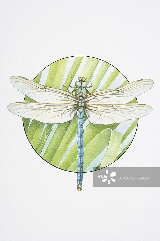 帝王蜻蜓图片素材