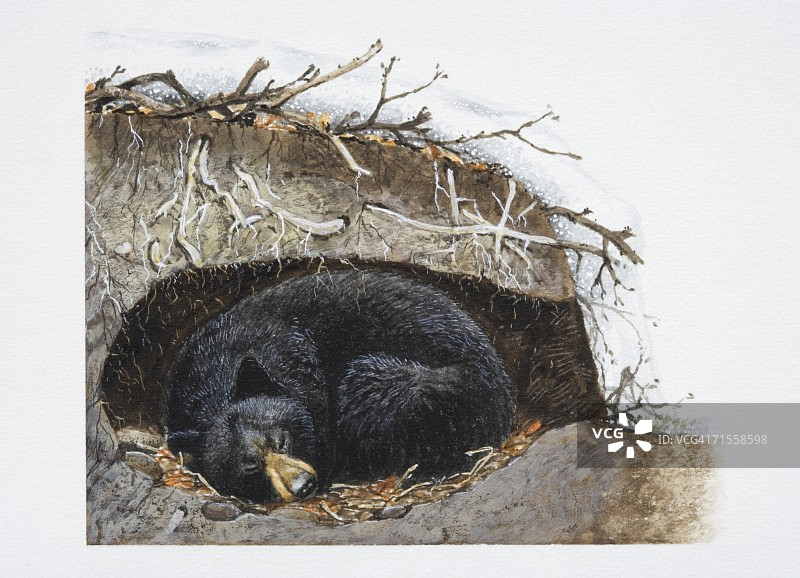 亚洲黑熊在冬季巢穴中蜷缩着睡觉图片素材