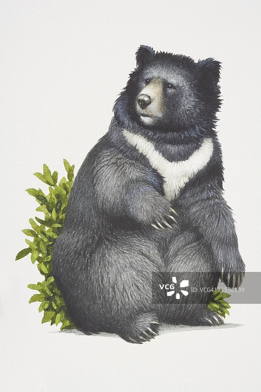 亚洲黑熊植被栖息图片素材