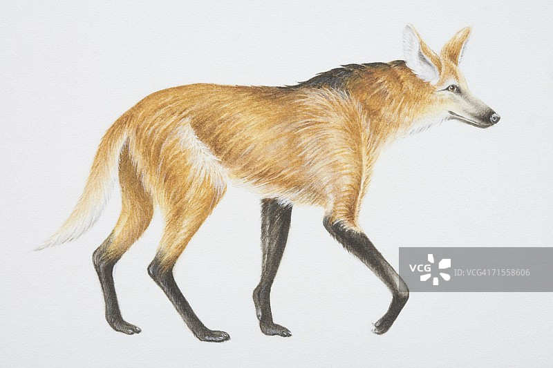 鬃狼侧面图片素材