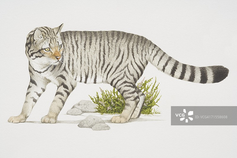 欧洲野猫，条纹图案图片素材