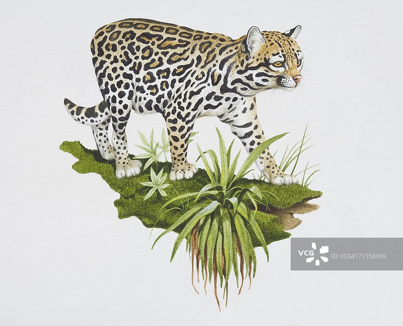 美洲豹猫图片素材